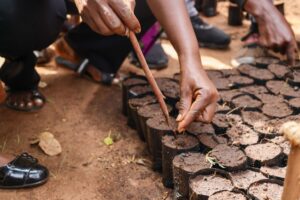 Read more about the article Agroforestry – Environmental Conservation & Livelihoods