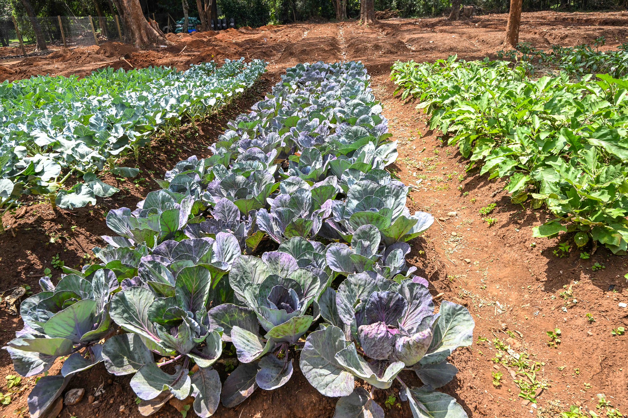 You are currently viewing Kitchen Garden Project – Food Security & Nutrition