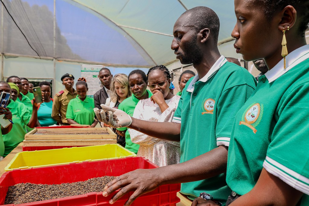 You are currently viewing Black Soldier Fly (BSF) Farming