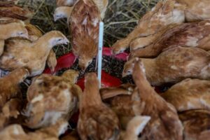 Read more about the article Poultry Value Chain Development